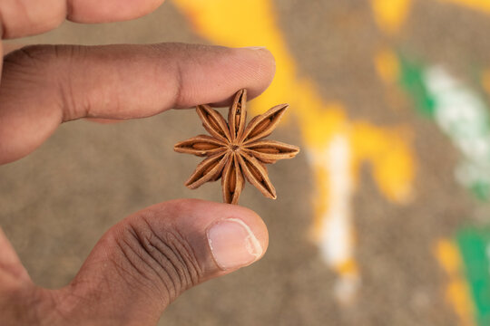 Star anise badiyan chakri phool holding in hand with bokeh background