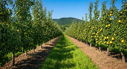Obraz premium A peaceful pear orchard with the trees in full bloom, their branches loaded with green pears, AI Generated