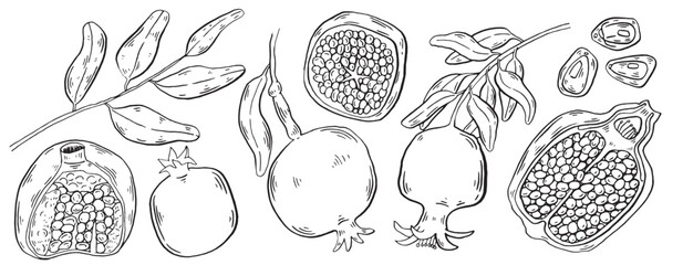 Pomegranate fruit vector sketch illustration. Brush style hand drawn food for menu and decoration clip art. Sketch Garnet ripe fruits and leaves on a branch, isolated engraved sign. © ermine