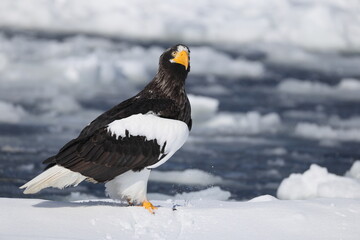 Steller's sea eagle (Haliaeetus pelagicus), also known as the Pacific sea eagle or white-shouldered eagle, is a very large diurnal bird of prey in the family Accipitridae.