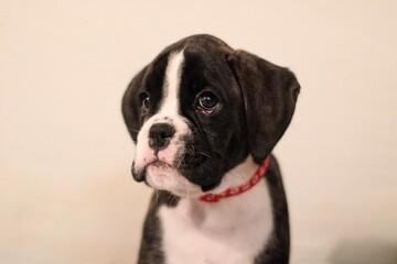 Beautiful cute funny  little brindle boxer puppy with white marks is posing inside in studio, nice portrait