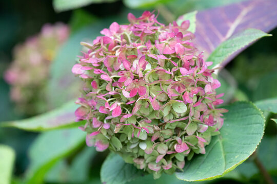 Spring Concept, Close up red Hydrangea Flower