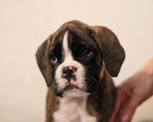 Beautiful cute funny  little brindle boxer puppy with white marks is posing inside in studio, nice portrait