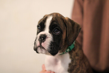 Beautiful cute funny  little brindle boxer puppy with white marks is posing inside in studio, nice...
