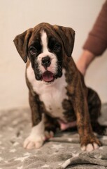 Beautiful cute funny  little brindle boxer puppy with white marks is posing inside in studio, nice portrait