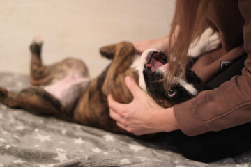 funny cute little brindle boxer puppy with white marks is posing inside in studio