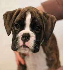 Beautiful cute funny  little brindle boxer puppy with white marks is posing inside in studio, nice portrait