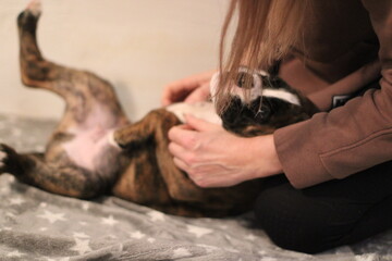 funny cute little brindle boxer puppy with white marks is posing inside in studio