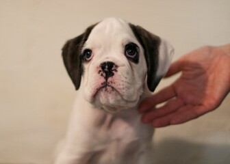 Beautiful white boxer puppy with brindle stains is posing inside in studio, nice portrait and funny expression