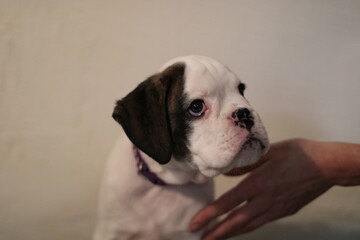 Beautiful white boxer puppy with brindle stains is posing inside in studio, nice portrait and funny expression