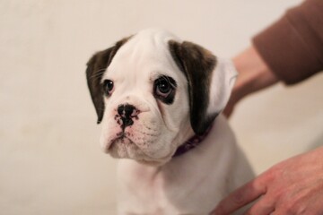 Beautiful white boxer puppy with brindle stains is posing inside in studio, nice portrait and funny expression