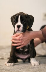Beautiful cute funny  little brindle boxer puppy with white marks is posing inside in studio, nice portrait