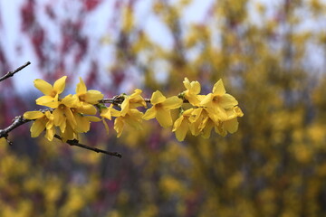 黄金色の花が爆発するように咲く