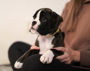 Beautiful cute funny  little brindle boxer puppy with white marks is posing inside in studio, nice portrait
