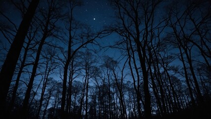 Fototapeta premium A serene night scene with silhouetted trees against a starry sky.