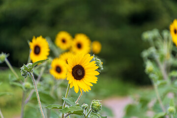 夏空に咲くひまわり