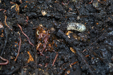 Earthworms in action: decomposing organic waste in the vermicomposting process. A dense, efficient natural recycling system.