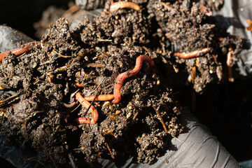 Examining soil health: close-up of earthworms held in gloved hands