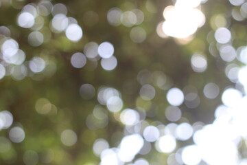 Obraz premium Beautiful leaf bokeh texture as background.