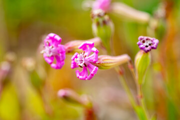 Silene colorata is a species of plant in the family Caryophyllaceae. It is native to Lebanon and surrounding mediterranean areas
