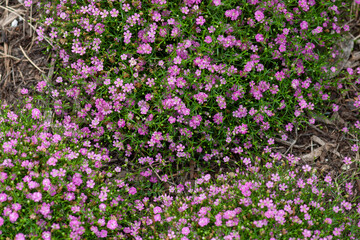 Low baby's breath at the arboretum
