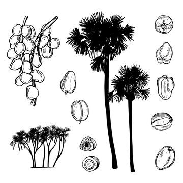 Hand-drawn Hyphaene thebaica (doum palm , gingerbread tree ). Vector sketch illustration. 