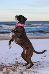 Beautiful brindle boxer dog is jumping outside at the sea