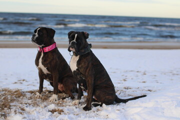 Two beautiful brindle boxer dogs are sitting outside at the sea, posing, great background