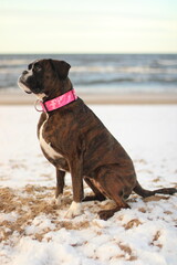 Beautiful brindle boxer dog is sitting outside at the sea, posing, great background