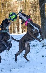 Two very funny brindle boxer dogs are playing outside with a ball