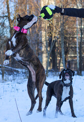 Two very funny brindle boxer dogs are playing outside with a ball
