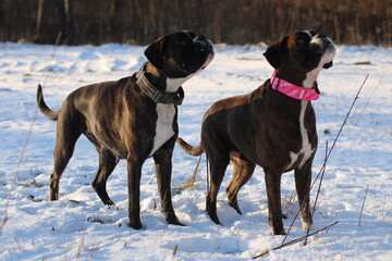 Two brindle boxer dogs are standing outside and posing