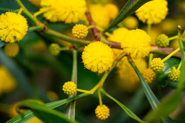 Acacia saligna, commonly known by various names including coojong, golden wreath wattle, orange wattle, blue-leafed wattle, Western Australian golden wattle, and, in Africa, Port Jackson willow,