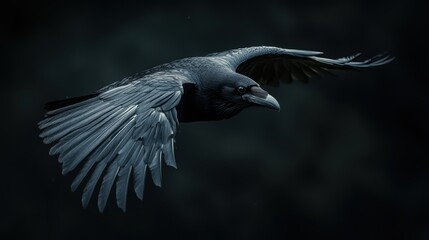 Obraz premium Majestic black raven soaring through the dark sky in flight showing detailed feathers in a moody atmosphere