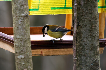 Fototapeta premium great tit on a feeder