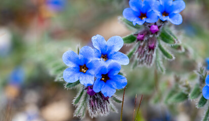 Dyer's alkanet. Alkanna tinctoria, the dyer's alkanet or simply alkanet, is a herbaceous flowering plant in the borage family Boraginaceae. Its roots are used to produce a red dye. The plant is also k