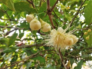White java apple flowers and fruit on a branch, surrounded by green leaves