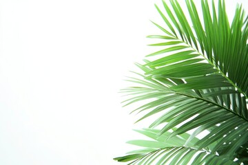 Naklejka premium Palm Leaves Against White Background for Minimalist Design or Nature Inspiration