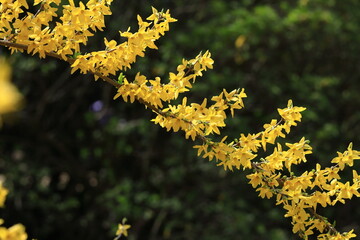 黄金色の花が爆発するように咲く