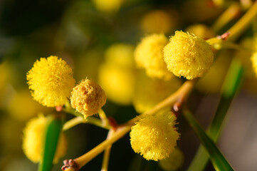 Delicate golden blooms adorn the branches of a mimosa tree under the warm afternoon sunlight in a serene garden setting