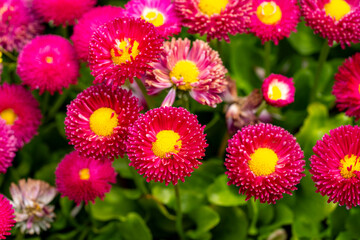 Bellis perennis, the daisy, is a European species of the family Asteraceae, often considered the archetypal species of the name daisy. To distinguish this species from other plants known as daisies, i