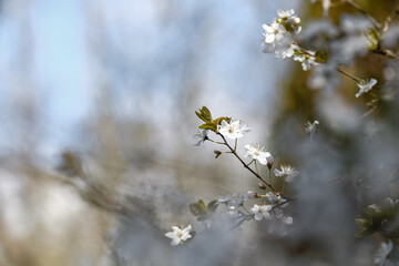 Fleurs blanches