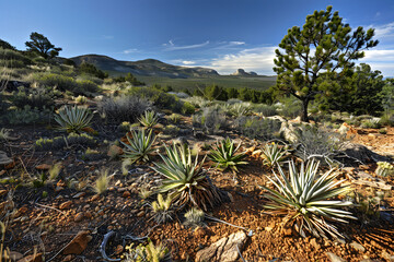 The Resilient and Bountiful beauty of Xeric Plants in a Harsh Landscape