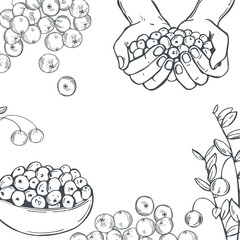 Hand-drawn cranberry set. Vector  background. Sketch illustration
