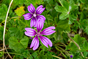 Cheeses. Malva sylvestris is a species of the mallow genus Malva, of which it the type species. Known as common mallow to English-speaking Europeans, it acquired the common names of cheeses, high mal