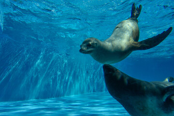 水中を気持ち良さそうに泳ぐアザラシ