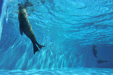 水中を気持ち良さそうに泳ぐアザラシ