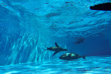 水中を気持ち良さそうに泳ぐアザラシ © FURISHO