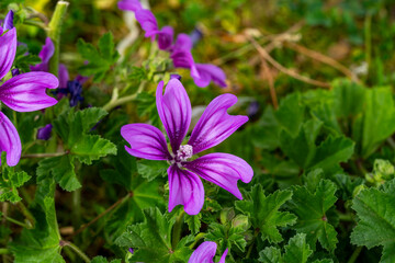 Cheeses. Malva sylvestris is a species of the mallow genus Malva, of which it the type species. Known as common mallow to English-speaking Europeans, it acquired the common names of cheeses, high mal