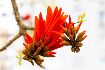 Erythrina lysistemon is a species of deciduous tree in the pea family, Fabaceae. It is native to South Africa. Common names include common coral-tree, lucky bean tree, umsintsi, muvhale, mophete, kora
